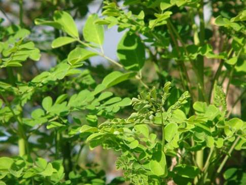 Scientists remind pregnant women not to eat horseradish.