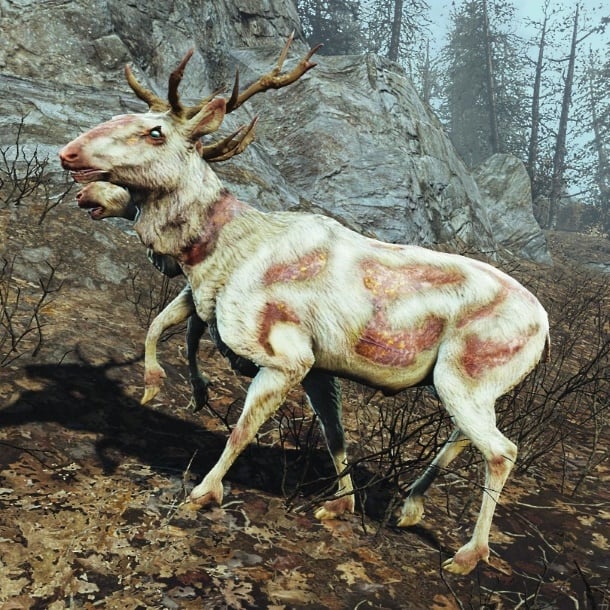 fallout 76 Radstag locations